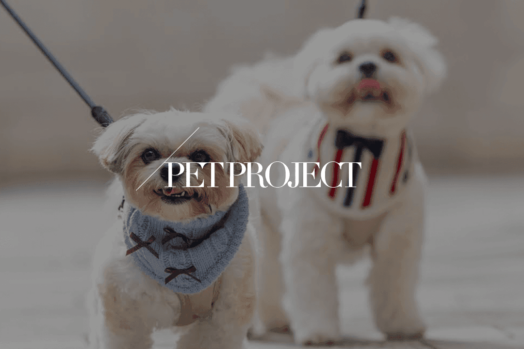犬 / Pet Project